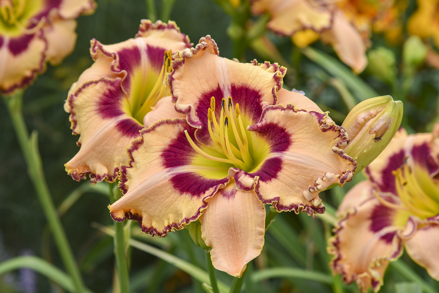 Daylily